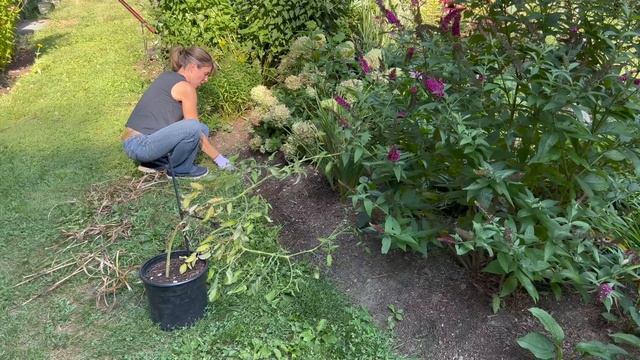 LATE SUMMER PERENNIAL MAINTENANCE // GARDEN CLEANUP BEGINS // SEED SAVING // PRUNING OLD VS NEW WOO смотреть онлайн
