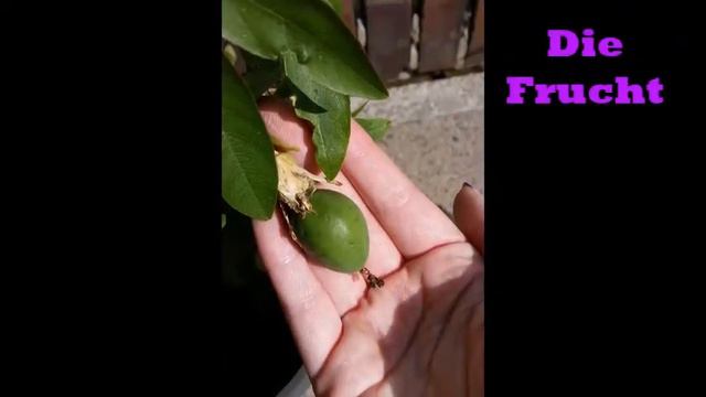 Passiflora petra смотреть онлайн