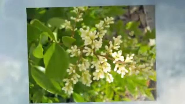 Florida flowers - May 2010 смотреть онлайн