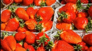 Клубника фестивальная Посадка и уход