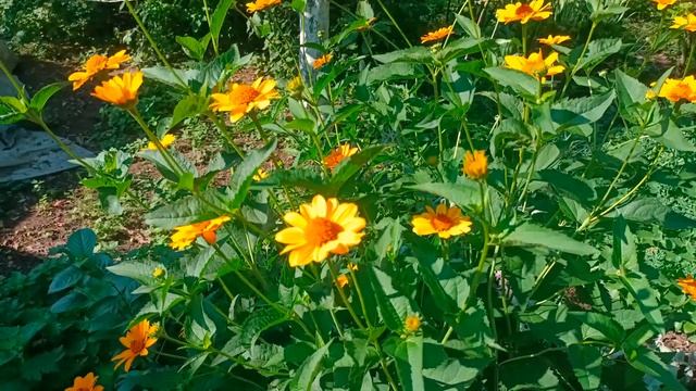Heliopsis Helianthoides (L.) Sweet, False Sunflower