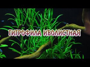 ГИГРОФИЛА ИВОЛИСТНАЯ. СОДЕРЖАНИЕ И РАЗМНОЖЕНИЕ В АКВАРИУМЕ.
