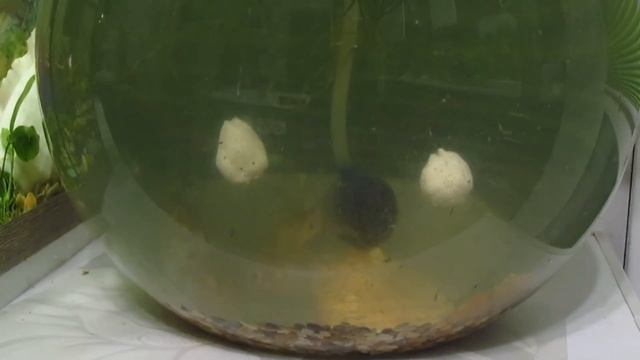ДОКАЗАНО!!!!Будет Косить КАРАСЯ.Шикарная насадка на Карася и Карпа.Ароматизатор для рыбалки.Рыбалка смотреть онлайн