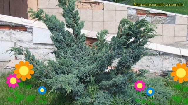 Можжевельник чешуйчатый Мейери Компакта. Краткий обзор, описание juniperus squamata Meyeri Compacta смотреть онлайн