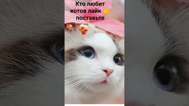 кто любит котов лайк ? поставьте смотреть онлайн