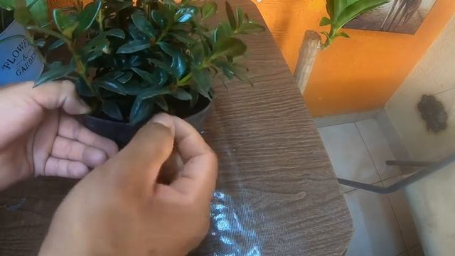 PLANTA PESCADITO / NEMATANTHUS GREGARIUS #228 смотреть онлайн