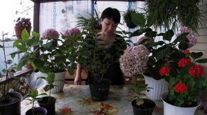 Как сохранить гортензию зимой