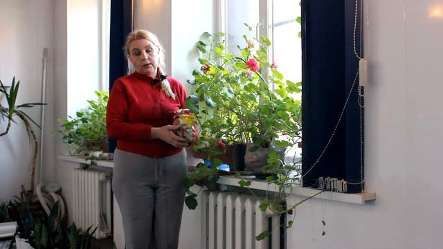 Как размножать герань. Делаю так всегда. Цветов море. Девать потом некуда!. смотреть онлайн