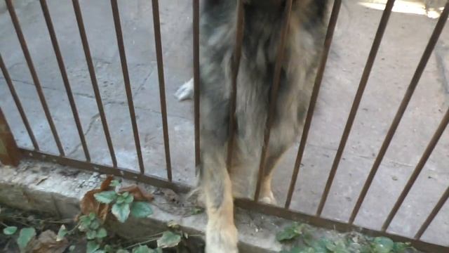 Кавказская овчарка охраняет. Кобель Лазурит, 4 года. Caucasian Shepherd - Real Protection.