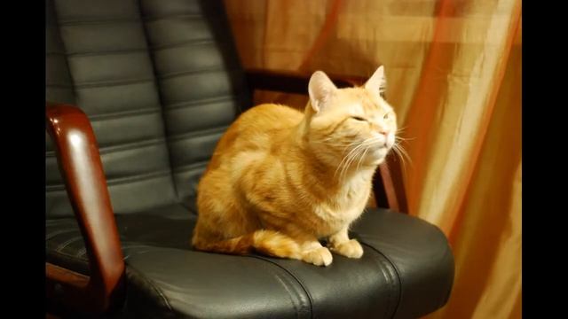 Nikon D80 Tethered Capture Movie Test
