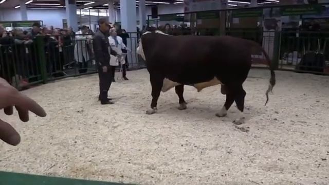 Выставка КРС. Быки Монстры 1000 + кг. смотреть онлайн