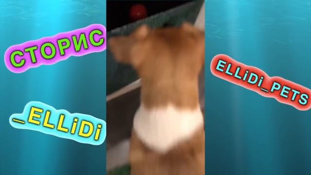 В ДОМЕ ИЗ ПЛЕНКИ НА ДЕРЕВЕ ВОДА СТОРИС ЭЛЛИ ДИ | Elli Di Online смотреть онлайн
