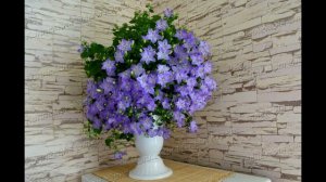 Кампанула жених и невеста лучшие сорта