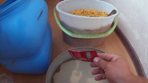 Лучшая прикормка для Сазана, Амура, Карпа! Приготовление Кислой "Пьяной" Кукурузы.