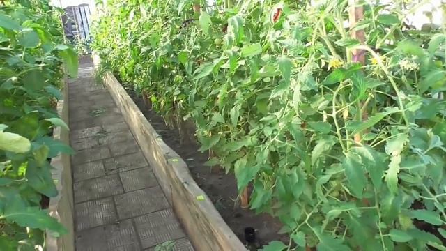 ОБЗОР 13 МАЯ. ЛАНДЫШИ РАСЦВЕЛИ РАНЬШЕ ВРЕМЕНИ! Ольга Чернова. смотреть онлайн