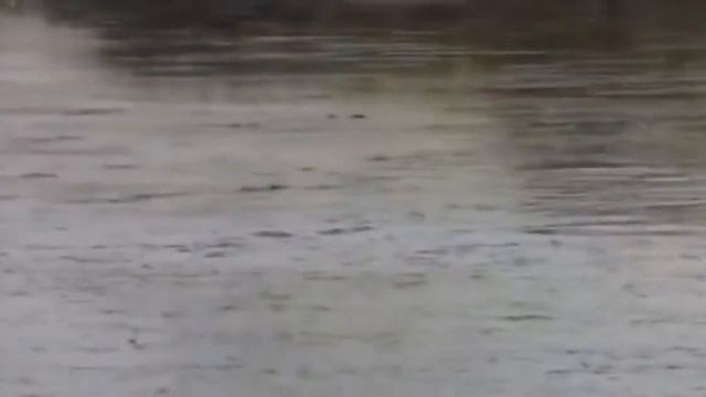Нерест щуки смотреть онлайн