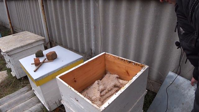 Как идет зимовка пчел, что с кормами? Сырой и теплый январь. смотреть онлайн