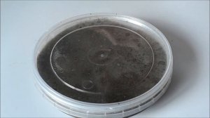 Гейхера посадка. Выращивание гейхеры из семян