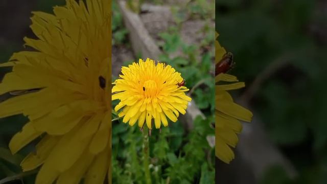 Насекомые на одуванчике