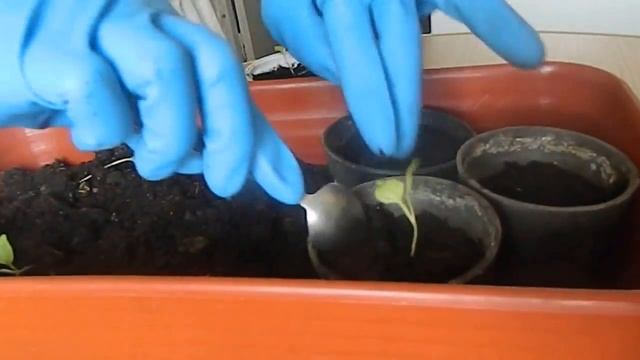 Посадка баклажанов Как правильно пикировать баклажаны