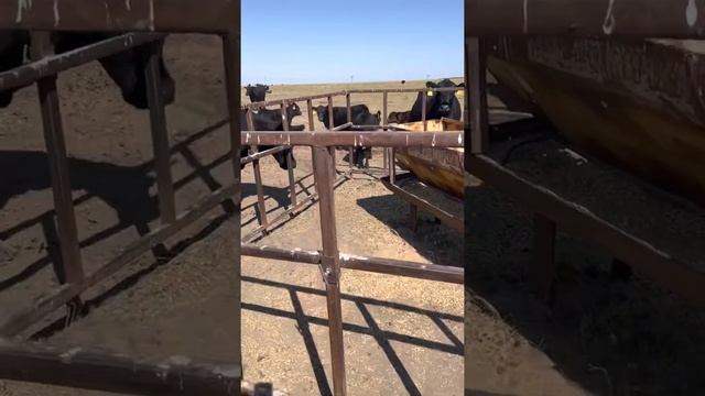 Телята ангуса на пастбищах