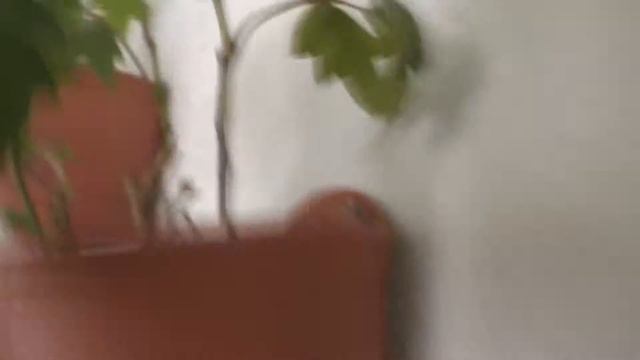 Лучшая внекорневая подкормка для растений в домашних условиях смотреть онлайн