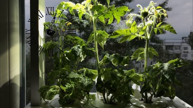 Smart Grow ЧЕРРИ - 2 часть смотреть онлайн