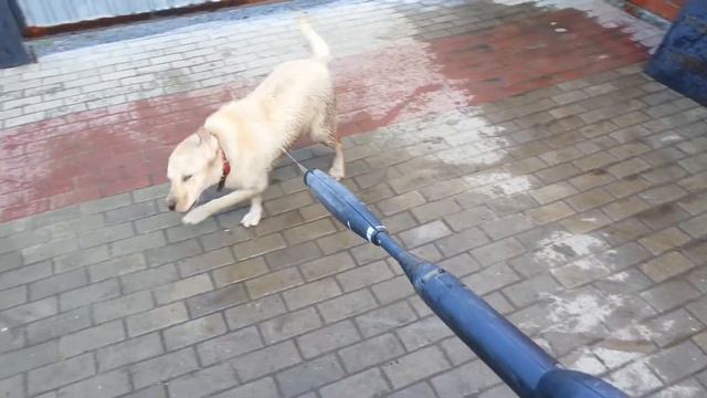 Лабрадор и вода часть 2 смотреть онлайн