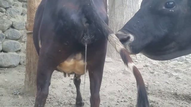 Black bull cow part 2 || Animals Earth || смотреть онлайн