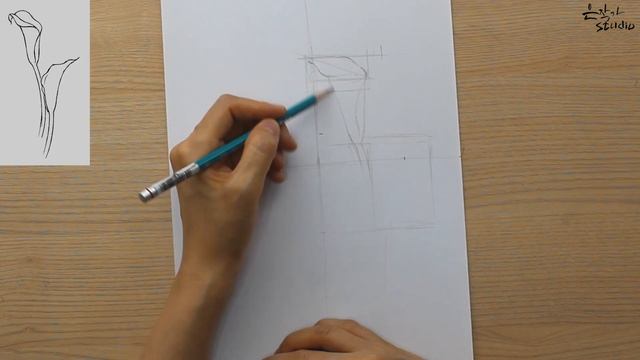 Calla Flower Drawing | 칼라(카라) 그리기 | Botanical Art