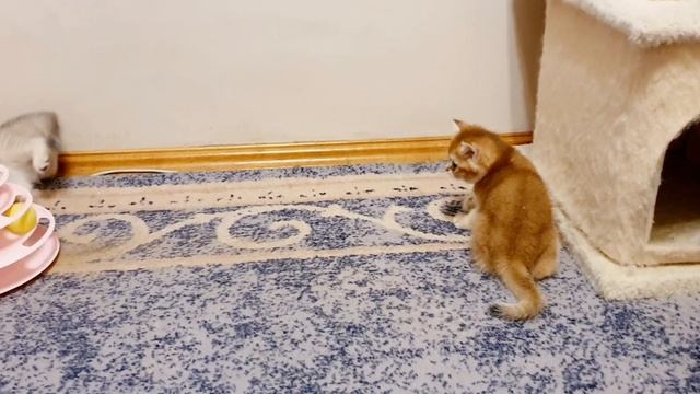 Британские котята: Серебристая и золотая шиншилла. смотреть онлайн