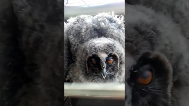 Моя домашняя сова часть 2 смотреть онлайн