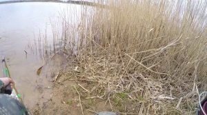 Рыбалка в РАКОВО. Попали на ЖОР карпа. 100 кг ПОРВАЛИ садок