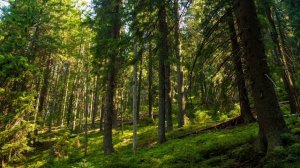 Целебное пение птиц в летнем лесу для разгрузки нервной системы, отдыха и сна, АСМР.??