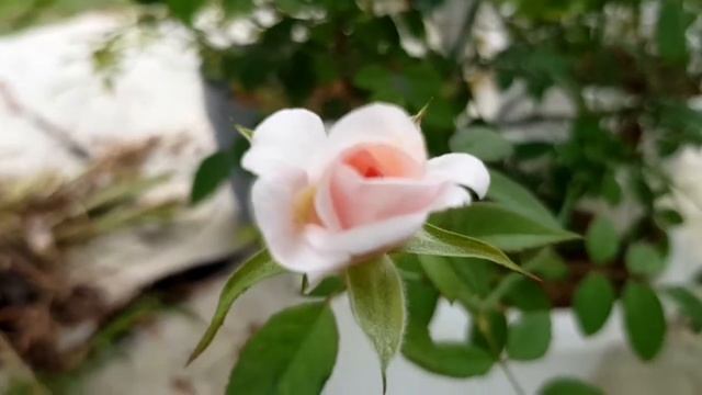 Jean ducher rose #2022 смотреть онлайн