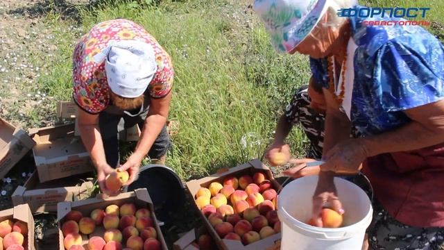 В Севастополе начался сбор урожая персика смотреть онлайн