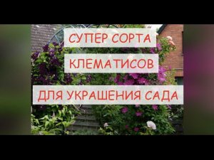 ВСЕГО ОДИН ЦВЕТОК УКРАСИТ СКУЧНЫЙ САД. ТОП ЛУЧШИХ СОРТОВ КЛЕМАТИСОВ ДЛЯ  ДЕКОРА ВАШЕГО САДА