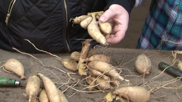 Dividing your Dahlias смотреть онлайн