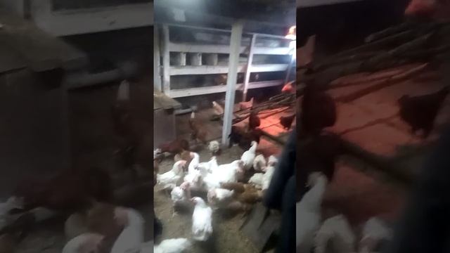 купил белых несушек ? смотреть онлайн