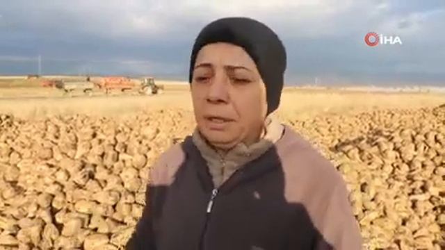 Sandıklı’da bu yıl 100 bin ton üzerinde şeker pancarı rekoltesi bekleniyor смотреть онлайн