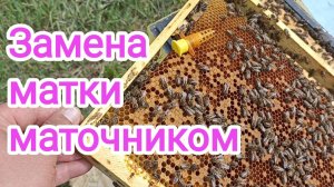 Замена маток в злых семьях, без поиска матки. Экспериментальное пчеловодство!
