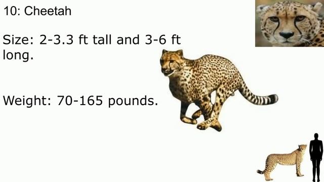 Top 18 Wild Cats смотреть онлайн