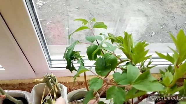 Посадка древовидного пиона из коробки через 41 день! Посадка роз из коробки через 41 день! смотреть онлайн