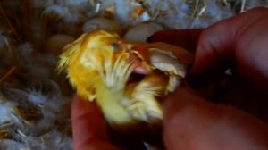 КАК ОТЛИЧИТЬ УТЯТ ОТ ИНДОУТЯТ? ВЫВОДЯТСЯ  УТЯТА...ЧЕМ КОРМИТЬ..