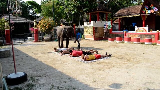Массаж от слонов.Пхукет зоопарк.
