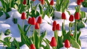 Весенний подарок к 8 марта ! ( муз. Поля Мориа "Isadora")