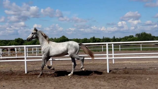 Орловский рысак Пилат 2019 г.р. (Люблин - Пролётка) смотреть онлайн