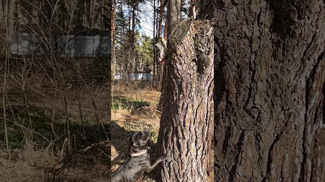 #дресировка #амбуль #питбультерьер #стаффордширскийтерьер #стаффорд #питбуль#americanbully смотреть онлайн