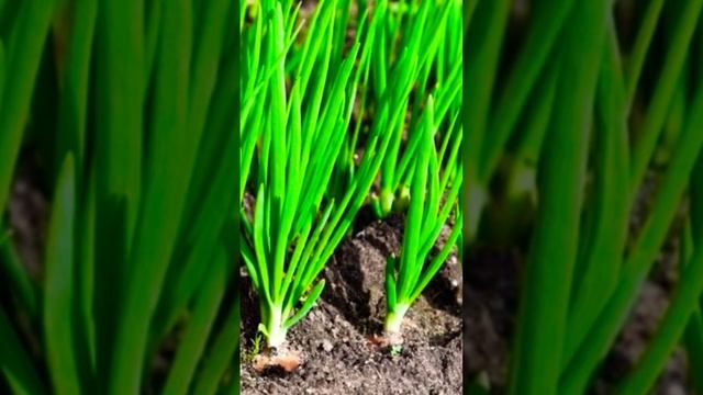 Когда сажать лук севок в открытый грунт. #shorts #интересно #огород #рассада смотреть онлайн
