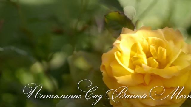 Роза "Vavoom" - Питомник "Сад Вашей Мечты" (R-578) смотреть онлайн